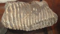 Зуб мамонта, 13 тыс. до н.э.